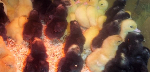 My French life: chicks arrive chez nous!