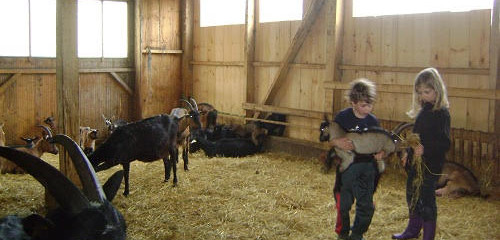 My French life: pigs, goats, chickens, ducks and geese!