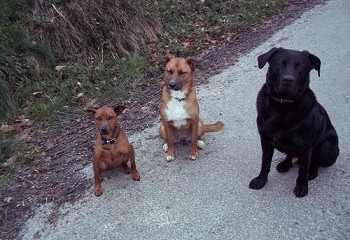 Taking your pet to France from the UK