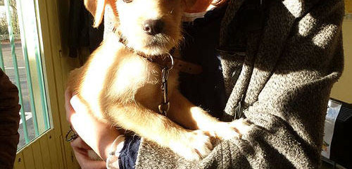 Phoenix Association and SPA de Bergerac join forces to improve animal adoption numbers