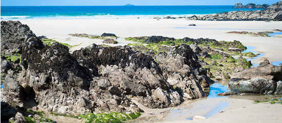 Brittany and its bounty of edible seaweed